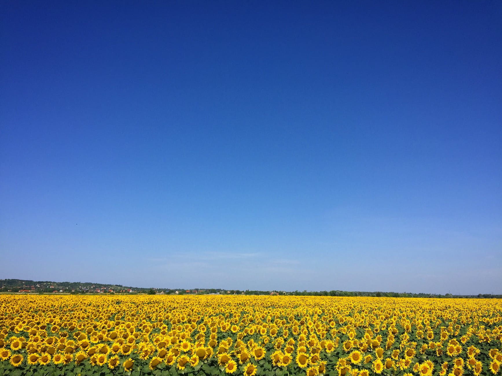 sunflower garden under blue sky